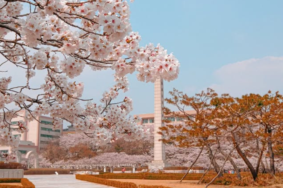 Kyeong Hee Univ. Cherry Blossom