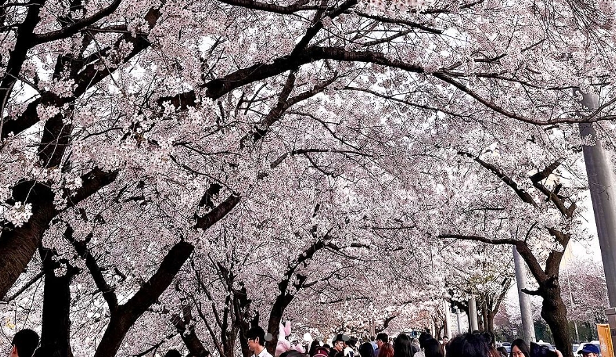 Yeoido Cherry Blossom